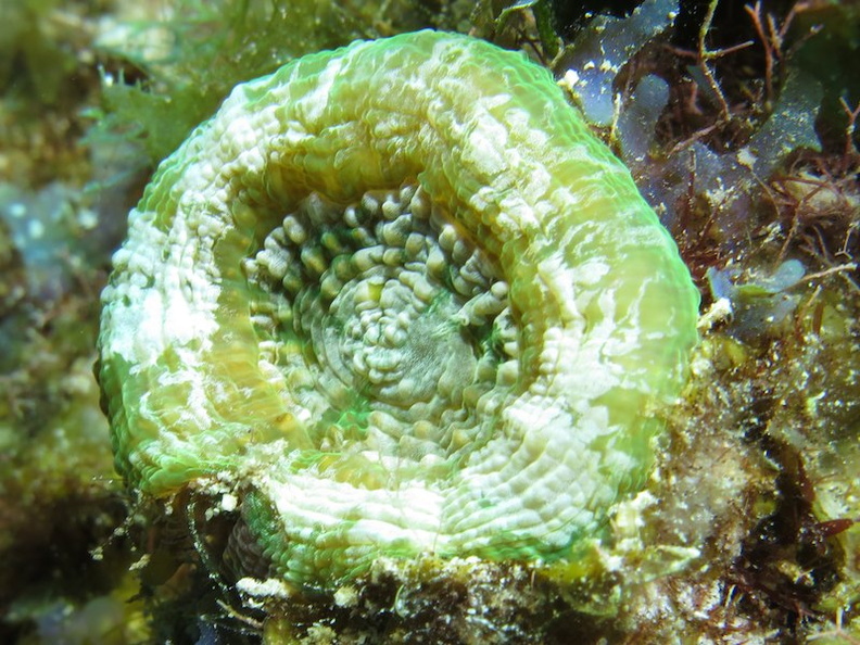 018 Solitary Disk Coral IMG_6179.jpg
